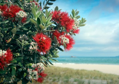 Naturally Ours – NZ’s Best Beauty Ingredients