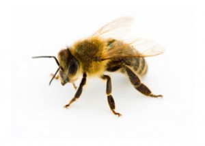 Have you tried Bee Venom before?